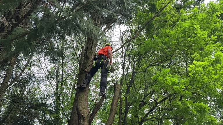 Best Utility Line Clearance  in Wlowbrook, IL